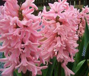 Preview wallpaper hyacinth, flowers, close up, green