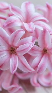 Preview wallpaper hyacinth, flowers, flower, striped