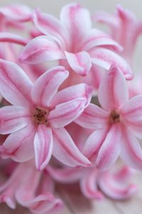 Preview wallpaper hyacinth, flowers, flower, striped