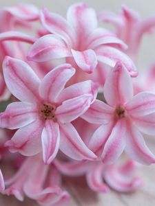 Preview wallpaper hyacinth, flowers, flower, striped