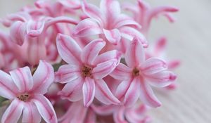 Preview wallpaper hyacinth, flowers, flower, striped