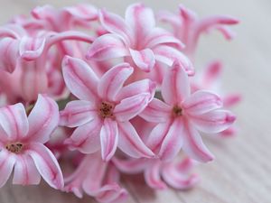 Preview wallpaper hyacinth, flowers, flower, striped