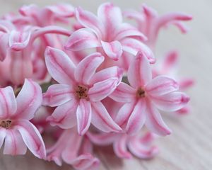 Preview wallpaper hyacinth, flowers, flower, striped