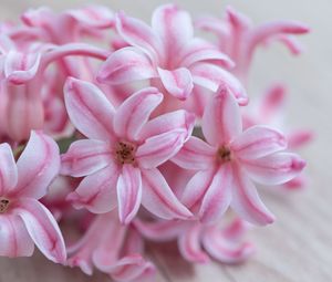 Preview wallpaper hyacinth, flowers, flower, striped