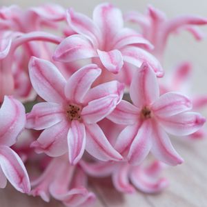 Preview wallpaper hyacinth, flowers, flower, striped