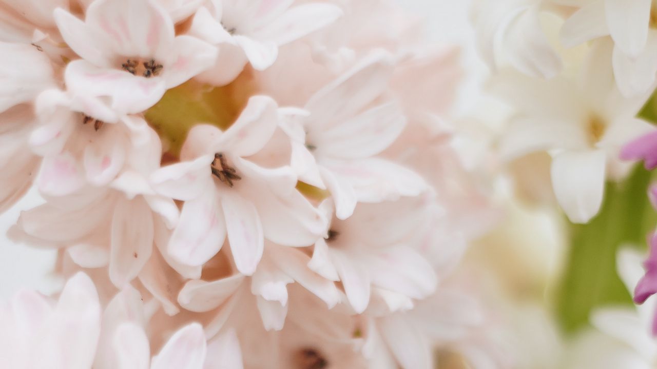 Wallpaper hyacinth, flowers, petals, pastel, light