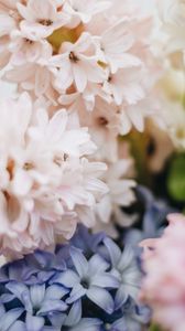 Preview wallpaper hyacinth, flowers, petals, pastel, light