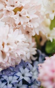 Preview wallpaper hyacinth, flowers, petals, pastel, light