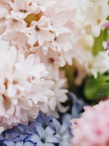 Preview wallpaper hyacinth, flowers, petals, pastel, light
