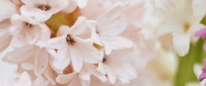 Preview wallpaper hyacinth, flowers, petals, pastel, light