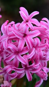 Preview wallpaper hyacinth, flowers, pink, nature