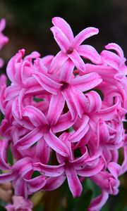 Preview wallpaper hyacinth, flowers, pink, nature