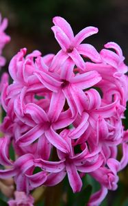 Preview wallpaper hyacinth, flowers, pink, nature