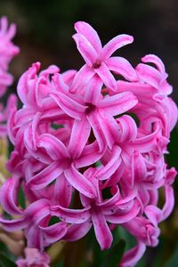 Preview wallpaper hyacinth, flowers, pink, nature