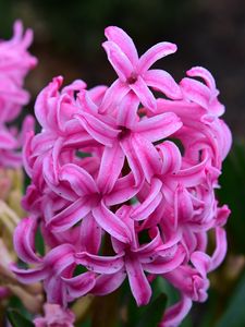 Preview wallpaper hyacinth, flowers, pink, nature