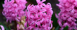 Preview wallpaper hyacinth, flowers, pink, nature