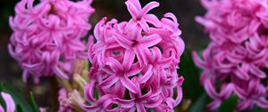 Preview wallpaper hyacinth, flowers, pink, nature