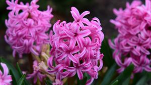 Preview wallpaper hyacinth, flowers, pink, nature