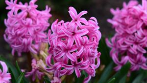Preview wallpaper hyacinth, flowers, pink, nature