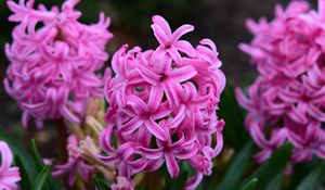 Preview wallpaper hyacinth, flowers, pink, nature