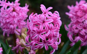 Preview wallpaper hyacinth, flowers, pink, nature