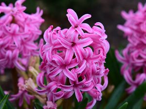 Preview wallpaper hyacinth, flowers, pink, nature