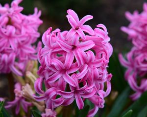 Preview wallpaper hyacinth, flowers, pink, nature