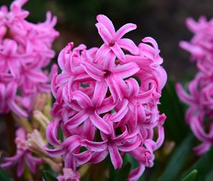 Preview wallpaper hyacinth, flowers, pink, nature