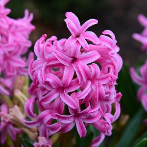 Preview wallpaper hyacinth, flowers, pink, nature