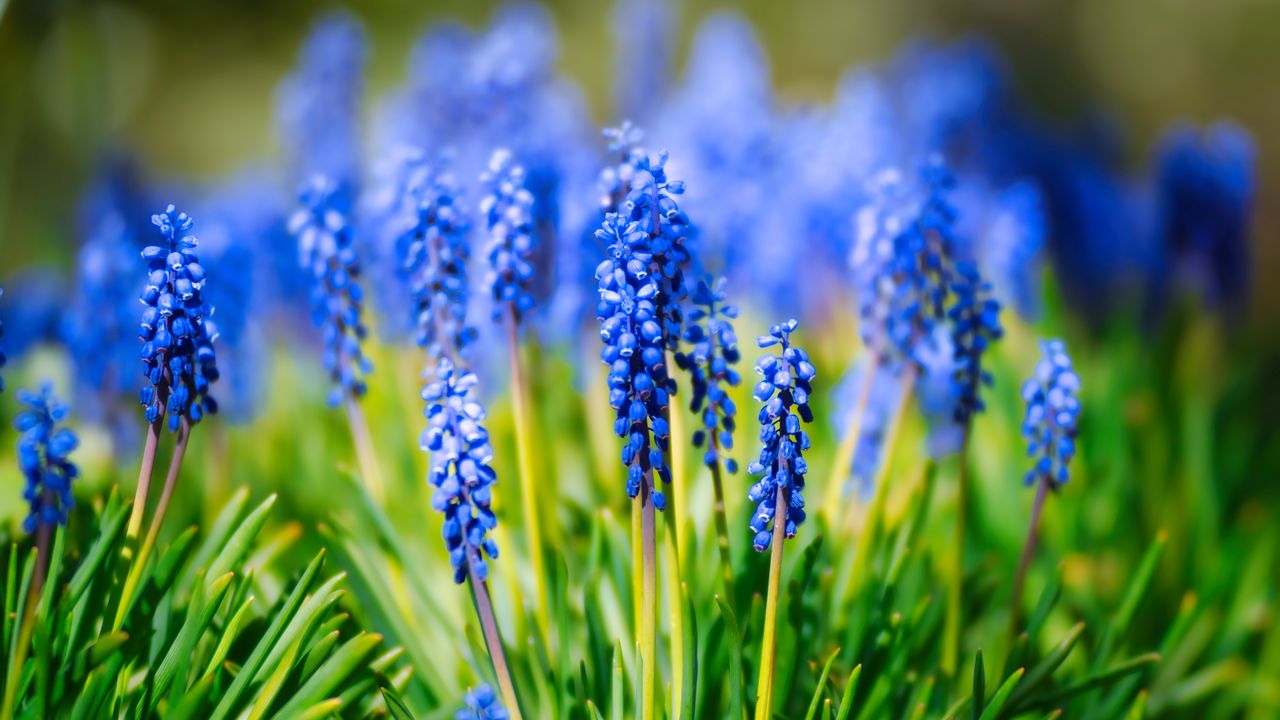Wallpaper hyacinth, inflorescence, leaves, flowers