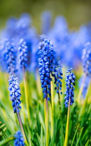 Preview wallpaper hyacinth, inflorescence, leaves, flowers