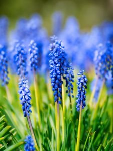 Preview wallpaper hyacinth, inflorescence, leaves, flowers