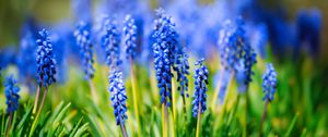 Preview wallpaper hyacinth, inflorescence, leaves, flowers