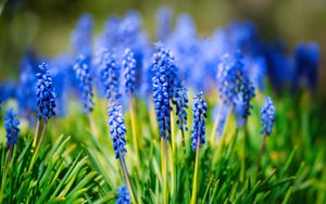 Preview wallpaper hyacinth, inflorescence, leaves, flowers