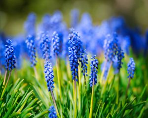 Preview wallpaper hyacinth, inflorescence, leaves, flowers