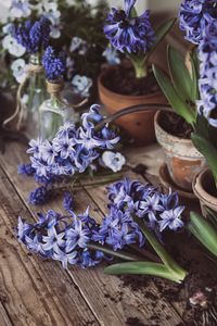 Preview wallpaper hyacinth, inflorescences, flowers, wood
