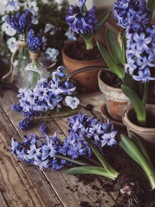 Preview wallpaper hyacinth, inflorescences, flowers, wood