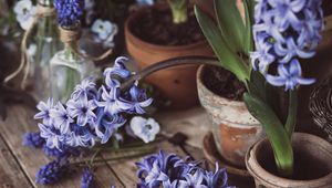 Preview wallpaper hyacinth, inflorescences, flowers, wood