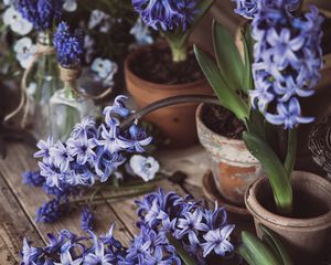 Preview wallpaper hyacinth, inflorescences, flowers, wood