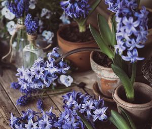 Preview wallpaper hyacinth, inflorescences, flowers, wood