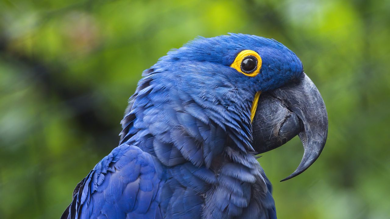 Wallpaper hyacinth macaw, macaw, parrot, bird, beak, blue