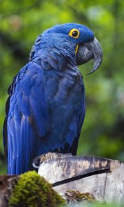 Preview wallpaper hyacinth macaw, macaw, parrot, bird, beak, blue