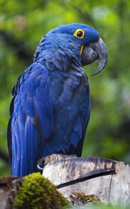 Preview wallpaper hyacinth macaw, macaw, parrot, bird, beak, blue