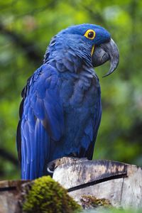 Preview wallpaper hyacinth macaw, macaw, parrot, bird, beak, blue