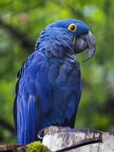 Preview wallpaper hyacinth macaw, macaw, parrot, bird, beak, blue