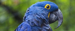 Preview wallpaper hyacinth macaw, macaw, parrot, bird, beak, blue