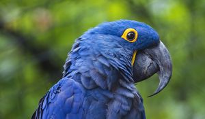 Preview wallpaper hyacinth macaw, macaw, parrot, bird, beak, blue