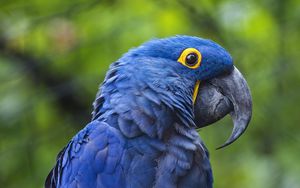 Preview wallpaper hyacinth macaw, macaw, parrot, bird, beak, blue