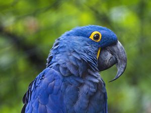 Preview wallpaper hyacinth macaw, macaw, parrot, bird, beak, blue