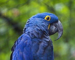 Preview wallpaper hyacinth macaw, macaw, parrot, bird, beak, blue